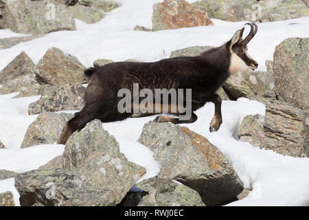 Il camoscio (Rupicapra rupicapra) maschio in fuga. Alpes, Italia Foto Stock