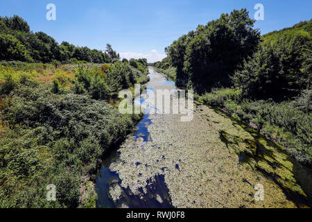 Dortmund, la zona della Ruhr, Renania settentrionale-Vestfalia, Germania - Emscher, fiume rinaturato in Dortmund-Deusen. La ricostruzione ecologica di Emscher syste Foto Stock