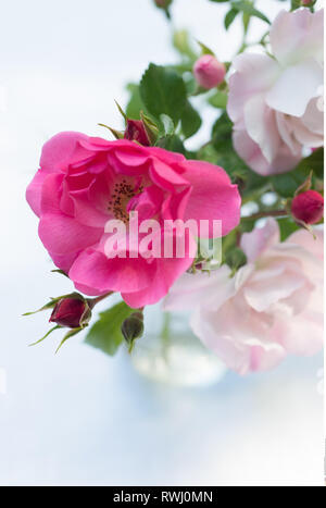La botanica, Bodendecker rose come dolce mazzetto, attenzione! Per Greetingcard-Use / Postcard-Use nei Paesi di lingua tedesca talune restrizioni possono applicare Foto Stock