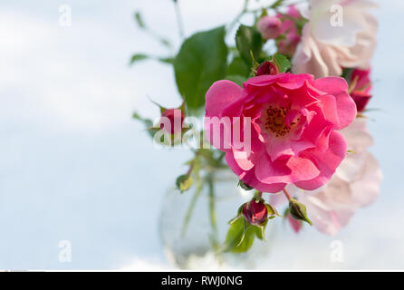 La botanica, Bodendecker rose come dolce mazzetto, attenzione! Per Greetingcard-Use / Postcard-Use nei Paesi di lingua tedesca talune restrizioni possono applicare Foto Stock