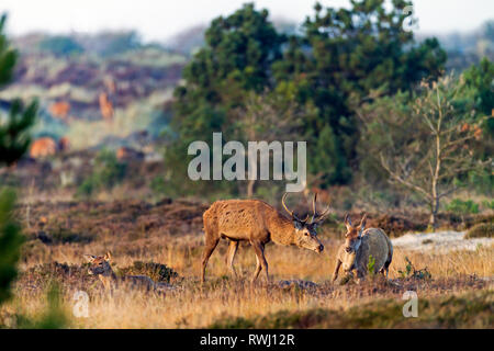 Il cervo (Cervus elaphus). Rosso giovane cervo la verifica se una femmina è pronta ad accoppiarsi. La risposta è no, la cerva fugge. Danimarca Foto Stock