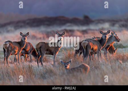 Il cervo (Cervus elaphus). Cerve e Polpacci in piedi in ultima luce della sera. Danimarca Foto Stock