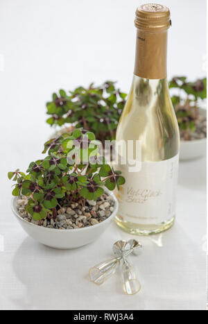 La botanica, Lucky Clover in ciotole di ceramica, attenzione! Per Greetingcard-Use / Postcard-Use nei Paesi di lingua tedesca talune restrizioni possono applicare Foto Stock