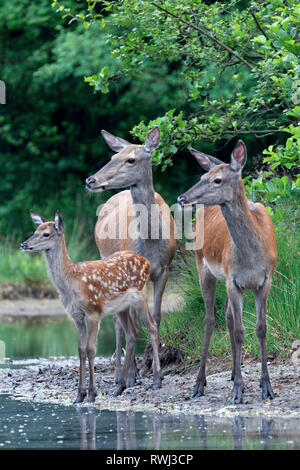 Il cervo (Cervus elaphus). Due cerve e un vitello in piedi sul bordo di un laghetto. Germania Foto Stock