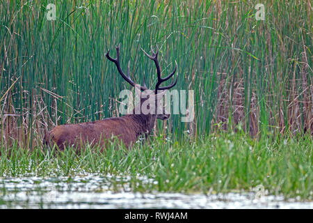 Il cervo (Cervus elaphus). Feste di addio al celibato in piedi in acqua nella parte anteriore del reed. In Sassonia, Germania Foto Stock