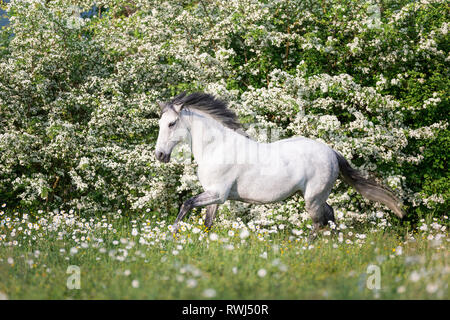 Puro Cavallo Spagnolo andaluso. Blind castrazione al galoppo su un prato fiorito. Svizzera Foto Stock