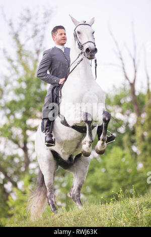 Puro Cavallo Spagnolo andaluso. Blind castrazione eseguendo una pesade con il suo pilota e proprietario Sandro Huerzeler. Svizzera Foto Stock