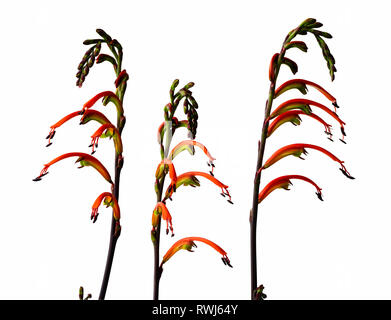 Tubolare di giallo e arancio fiori del semi-hardy South African lampadina, Chasmanthe bicolor, su sfondo bianco Foto Stock