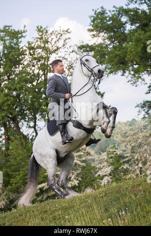 Puro Cavallo Spagnolo andaluso. Blind castrazione eseguendo una pesade con il suo pilota e proprietario Sandro Huerzeler. Svizzera Foto Stock