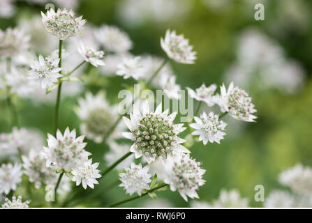 La botanica, masterwort, attenzione! Per Greetingcard-Use / Postcard-Use nei Paesi di lingua tedesca talune restrizioni possono applicare Foto Stock