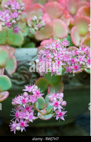 La botanica, Sedum, attenzione! Per Greetingcard-Use / Postcard-Use nei Paesi di lingua tedesca talune restrizioni possono applicare Foto Stock