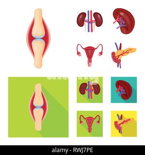 Osso,rene,urinario,pancreas,TENDINE,sistema endocrino,,il legamento,fagioli,Vescica,il diabete,pregiudizio,trapianto,excretory,digestivi muscolo,,pietre,femmina,corpo,di midollo osseo,Schema,,riproduttiva il cancro,congiunto,malattia,ovaia,alimentare cartilagine,,uterino tumore,,biology,scientific,ricerca,laboratorio,anatomia,organo interno,,medical,,umana salute,impostare,vettore,icona,immagine,isolato,raccolta,design,l'elemento,graphic,segno vettori vettore , Illustrazione Vettoriale