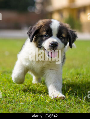 San Bernardo cucciolo Foto Stock