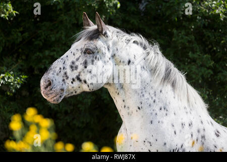 Cavallo norico. Ritratto di leopard-spotted castrazione. Svizzera Foto Stock