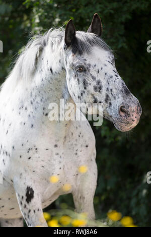 Cavallo norico. Ritratto di leopard-spotted castrazione. Svizzera Foto Stock