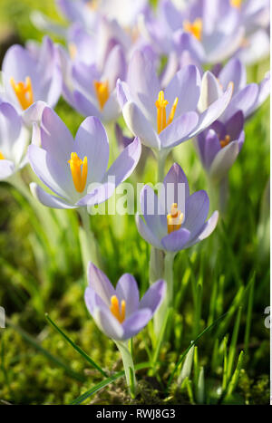 La botanica, luce-molla blu di crochi, attenzione! Per Greetingcard-Use / Postcard-Use nei Paesi di lingua tedesca talune restrizioni possono applicare Foto Stock