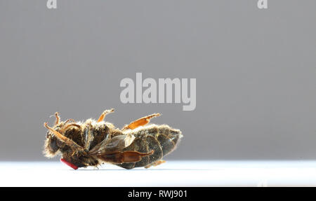 Kaufbeuren, Germania. 06 Mar, 2019. Un morto Queen Bee con un contrassegno rosso sulla sua schiena giace a terra su un foglio di carta. Credito: Karl-Josef Hildenbrand/dpa/Alamy Live News Foto Stock