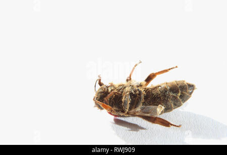 Kaufbeuren, Germania. 06 Mar, 2019. Un morto Queen Bee con un contrassegno rosso sulla sua schiena giace a terra su un foglio di carta. Credito: Karl-Josef Hildenbrand/dpa/Alamy Live News Foto Stock