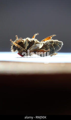 Kaufbeuren, Germania. 06 Mar, 2019. Un morto Queen Bee con un contrassegno rosso sulla sua schiena giace a terra su un foglio di carta. Credito: Karl-Josef Hildenbrand/dpa/Alamy Live News Foto Stock