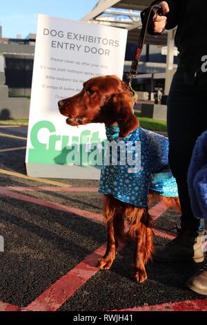 Birmingham, Regno Unito. 7 Mar, 2019. Un Setter Irlandese arriva la mattina del primo giorno di Crufts 2019 Credit: ️Jon Freeman/Alamy Live News Foto Stock