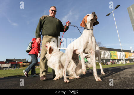 Birmingham, Regno Unito. 7 Mar, 2019. Visualizza i cani che arrivano con i loro proprietari per il primo giorno di Crufts 2019 che si terrà presso il NEC oltre quattro giorni. 27.000 i cani sono attesi per essere mostrato in quattro giorni, 220 razze diverse e con una stima di 165.000 gli amanti del cane la visita. Credito: Pietro Lopeman/Alamy Live News Foto Stock