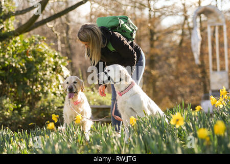 Birmingham, Regno Unito. 7 Mar, 2019. Visualizza i cani che arrivano con i loro proprietari per il primo giorno di Crufts 2019 che si terrà presso il NEC oltre quattro giorni. 27.000 i cani sono attesi per essere mostrato in quattro giorni, 220 razze diverse e con una stima di 165.000 gli amanti del cane la visita. Credito: Pietro Lopeman/Alamy Live News Foto Stock