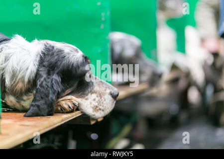 Birmingham, Regno Unito. 7 Mar, 2019. Gundogs sono in mostra il primo giorno di Crufts 2019 che si terrà presso il NEC oltre quattro giorni. Un cane attende pazientemente per andare in mostra nell'anello.Pietro Lopeman/Alamy Live News Credito: Pietro Lopeman/Alamy Live News Foto Stock