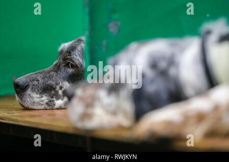 Birmingham, Regno Unito. 7 Mar, 2019. Gundogs sono in mostra il primo giorno di Crufts 2019 che si terrà presso il NEC oltre quattro giorni. I cani di attendere pazientemente per andare in mostra nell'anello.Pietro Lopeman/Alamy Live News Credito: Pietro Lopeman/Alamy Live News Foto Stock