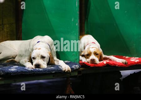 Birmingham, Regno Unito. 7 Mar, 2019. Due puntatori relax il primo giorno di Crufts 2019 Credit: ️Jon Freeman/Alamy Live News Foto Stock