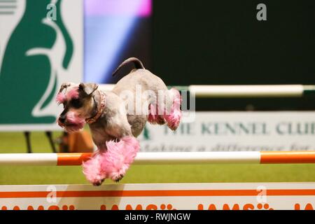 Birmingham, Regno Unito. 7 Mar, 2019. Una miniatura Schnauzer con gambe rosa prende parte alla concorrenza di agilità nel primo giorno di Crufts 2019 Credit: ️Jon Freeman/Alamy Live News Foto Stock