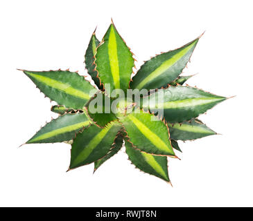 Agave impianto isolato su bianco Foto Stock