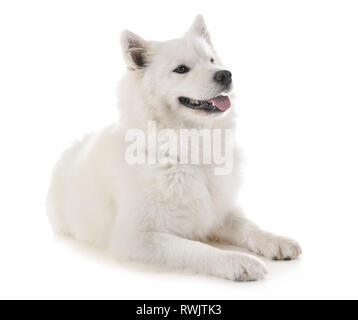 Samoiedo cane davanti a uno sfondo bianco Foto Stock