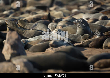 Un capo pelliccia sigillo crogiolarsi al sole a Cape Cross sullo scheletro Costa della Namibia, Sud Africa occidentale. Foto Stock