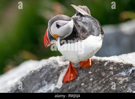 Ritratto puffini, Atlantic puffini, nome scientifico: Fratercula arctica seduto sulla scogliera Foto Stock