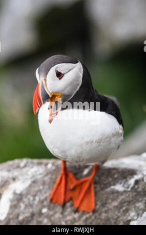 Ritratto puffini, Atlantic puffini, nome scientifico: Fratercula arctica seduto sulla scogliera Foto Stock