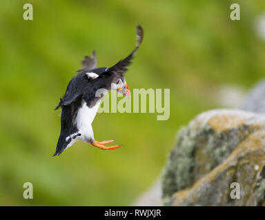 Comune di puffini, Atlantic puffini, nome scientifico: Fratercula arctica sbarco sulla scogliera Foto Stock