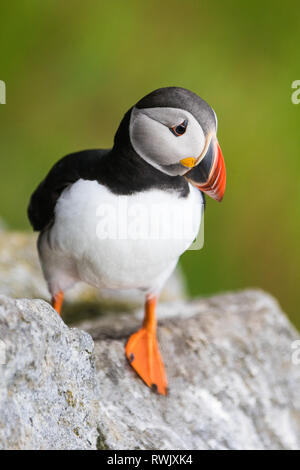 Ritratto puffini, Atlantic puffini, nome scientifico: Fratercula arctica seduto sulla scogliera Foto Stock