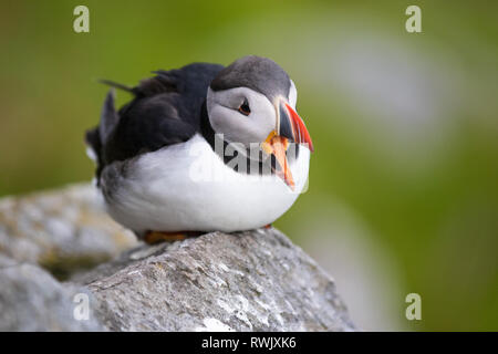 Ritratto puffini, Atlantic puffini, nome scientifico: Fratercula arctica seduto sulla scogliera Foto Stock