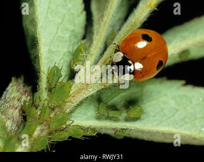 Due spot Ladybird (Adalia bipunctata) che nutrono gli afidi di rosa (Macrosiphum rosae) Foto Stock