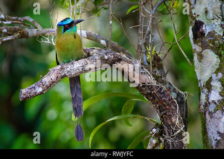 Blue-capped Motmot, Blu-crowned Motmot , Momotus coeruliceps bird immagine presa in Panama Foto Stock