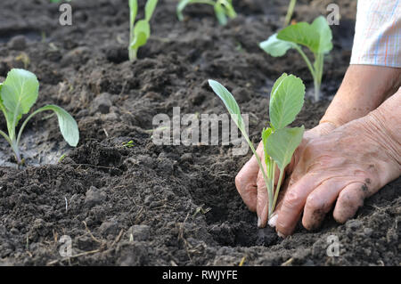 Il giardiniere le mani di piantare una piantina di cavolo nel giardino vegetale Foto Stock