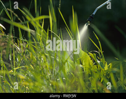 Spray da un hand-held nebulizzatore da giardino che mostra l'ugello ed erbacce Foto Stock
