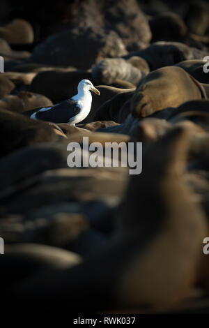 Un gabbiano passeggiate attraverso una pelliccia del capo colonia di foche a Cape Cross sullo scheletro Costa della Namibia. Foto Stock