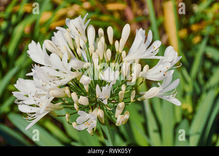 Macro picure colore bianco Agapanthus africano -Praecox Albus-in condizioni di luce solare intensa - stella polare artico Foto Stock