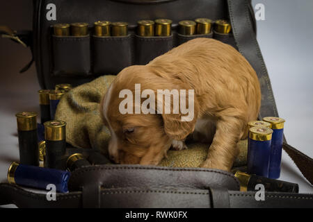 5 settimana di lavoro vecchio Cocker Spaniel cuccioli on tweed cap e nella cartuccia di fucile in borsa Foto Stock