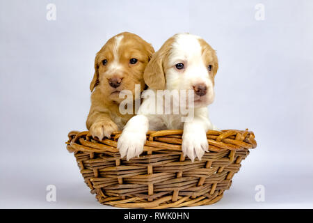 % Settimana vecchio cucciolata di Cocker lavoro Épagneuls in posa di un cestello Foto Stock