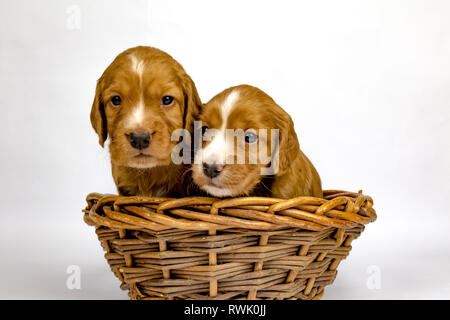 % Settimana vecchio cucciolata di Cocker lavoro Épagneuls in posa di un cestello Foto Stock