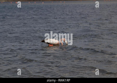 Un singolo wild american Flamingo in Goto Meer vicino al parco nazionale nella parte settentrionale dell'isola tropicale bonaire nei Caraibi Foto Stock