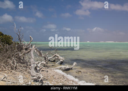 Legno morto di una bussola nella parte anteriore di una soluzione salina di pan, chiamato Blue Pan, vicino al nastro trasportatore del sale pier su Bonaire Foto Stock