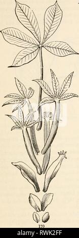 Gli elementi di botanica per gli elementi di botanica per i principianti e per le scuole elementsofbotany00grayuoft Anno: [1887] SEZIONE 7.] foglie speciali. 63 Fagioli, dare faiut indicazioni di servizio come anche il fogliame, cliiefly in vaiu. Siill altri, come nella zucca e lino, aver servito per lo storage, sviluppare iuto il primo efficace il fogliame. Confronta 11, 22-30, e alle figure allegate. Foto Stock